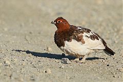 Willow Ptarmigan